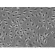 Human Lung Microvascular Endothelial Cells (HLMVEC)